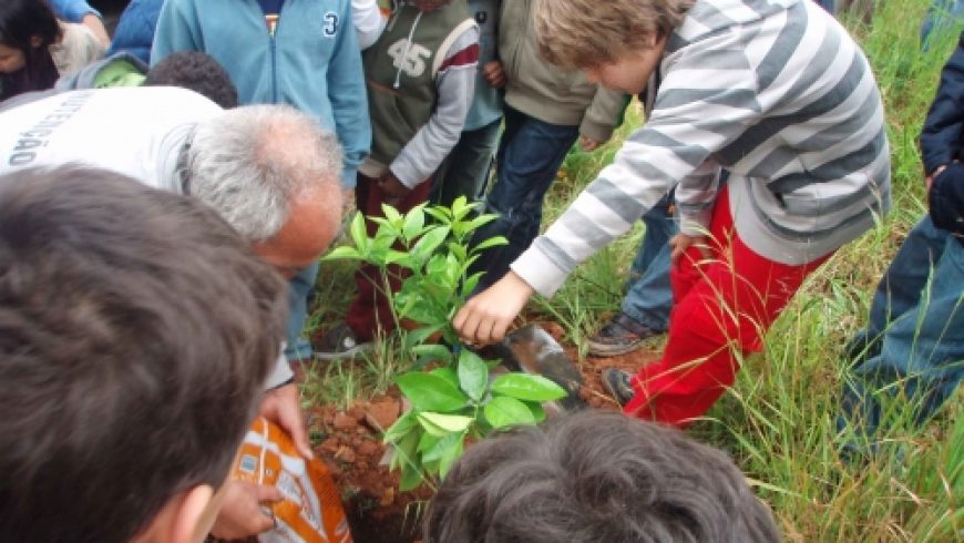 CATL Planta árvore Na Lati